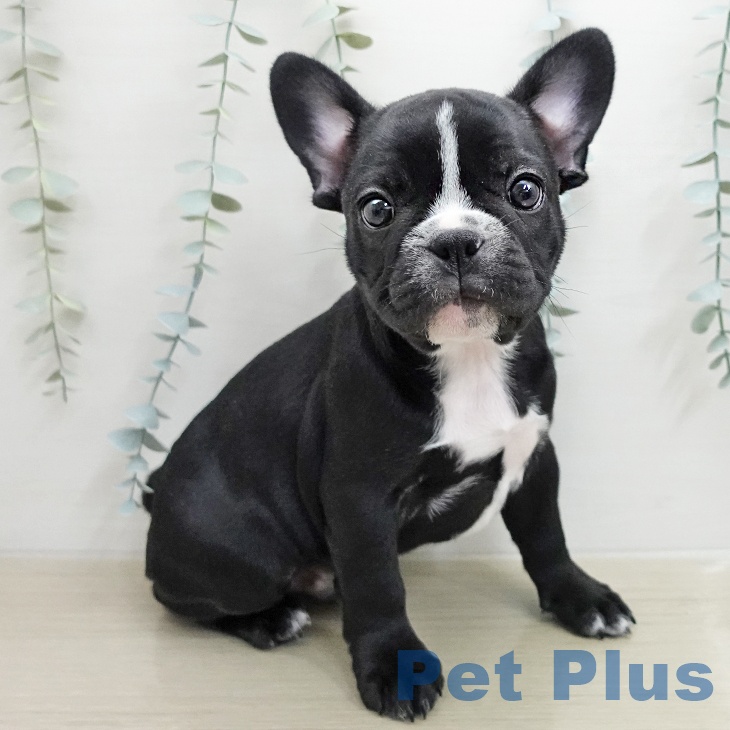 フレンチ・ブルドッグ