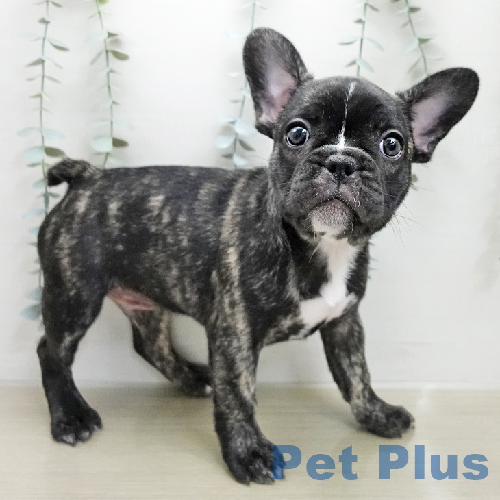 フレンチ・ブルドッグの写真2