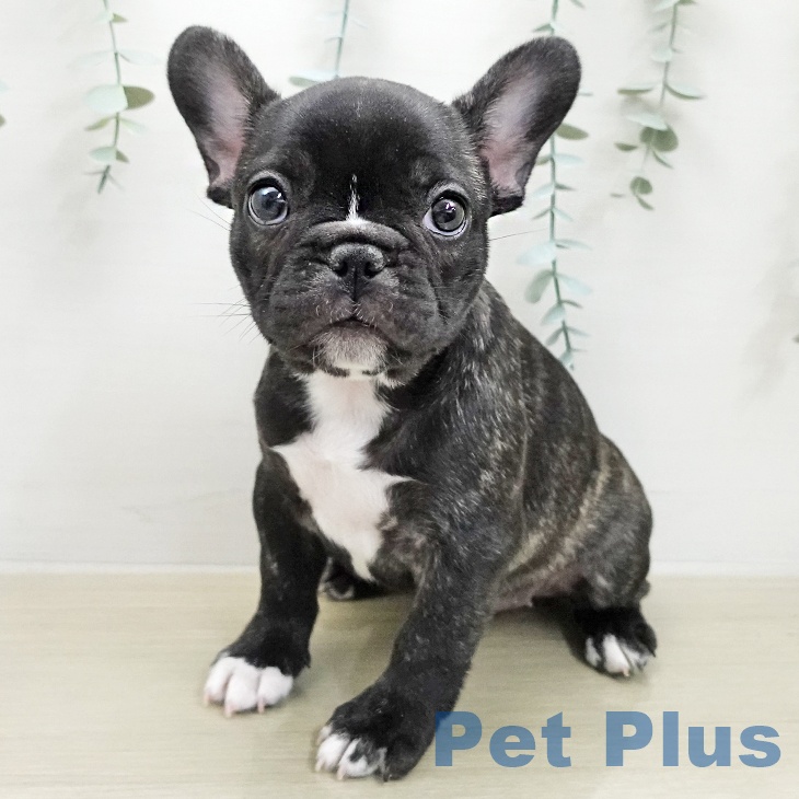 フレンチ・ブルドッグの写真2