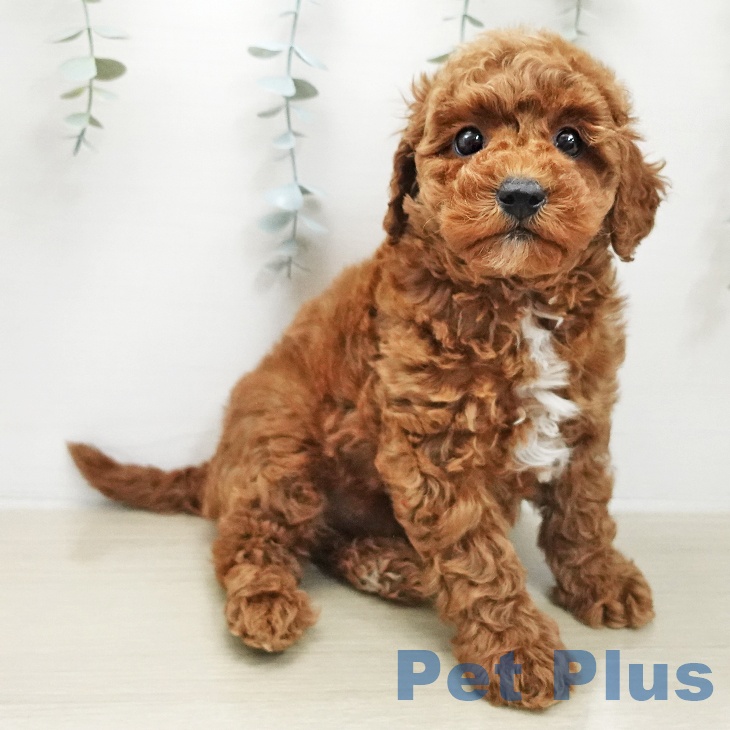 トイ・プードルの写真2