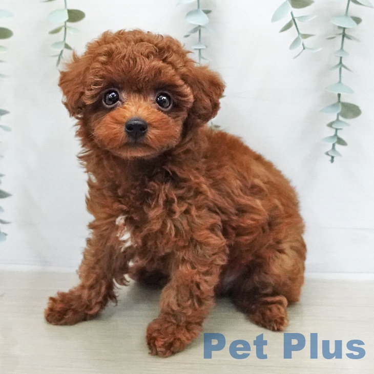 トイ・プードル