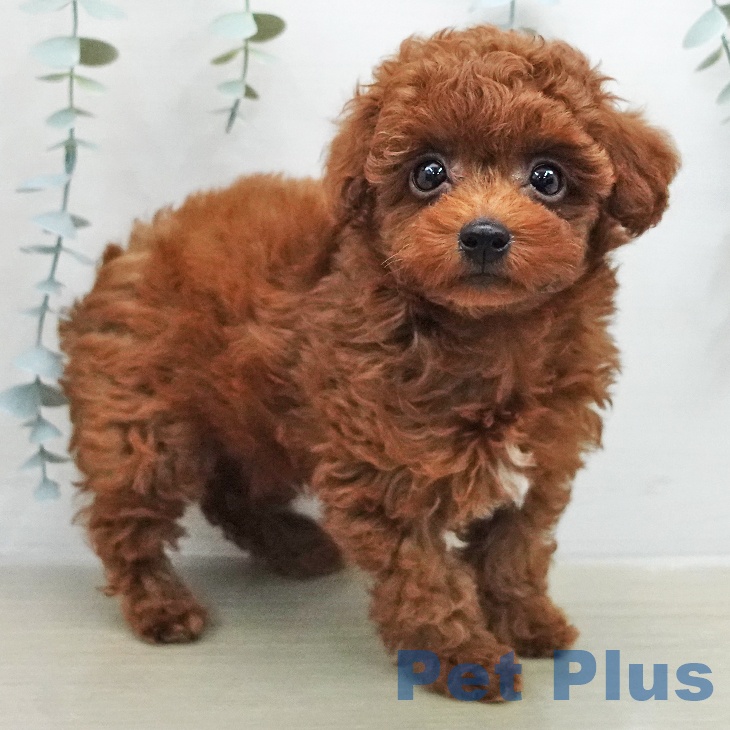 トイ・プードルの写真2