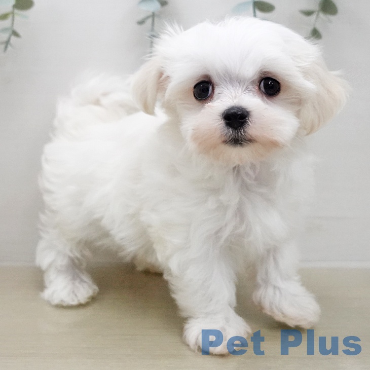 マルチーズの写真2