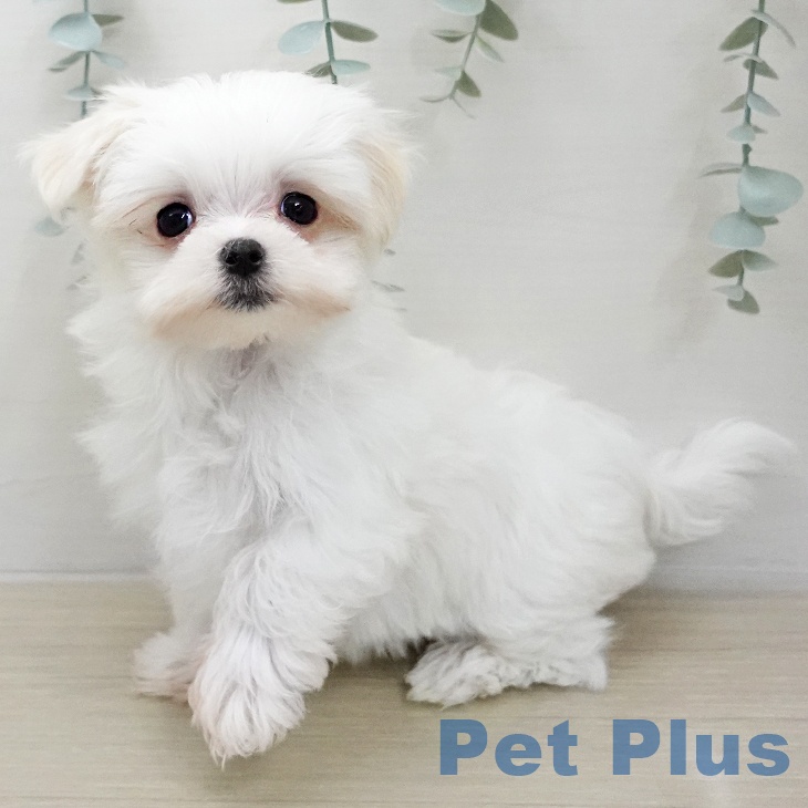 マルチーズの写真2