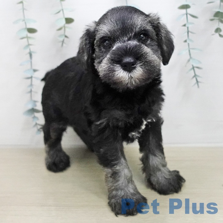 ミニチュア・シュナウザーの写真2