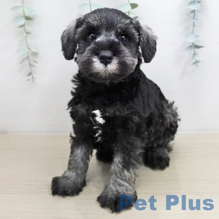 ミニチュア・シュナウザー