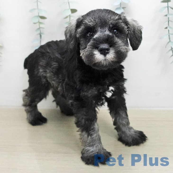 ミニチュア・シュナウザーの写真2