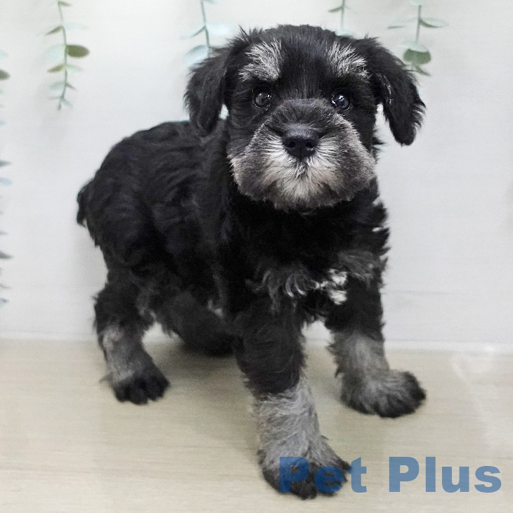 ミニチュア・シュナウザー