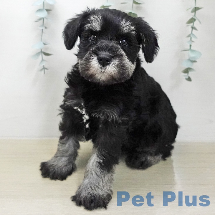 ミニチュア・シュナウザー