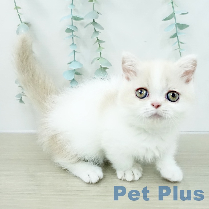 ミヌエットの写真2