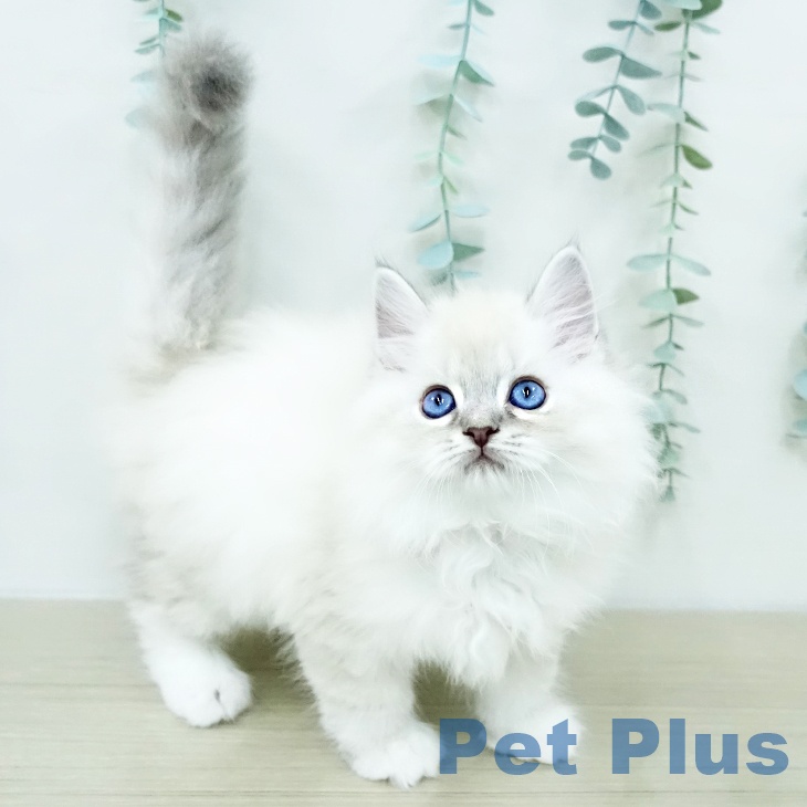 ラグドールの写真2