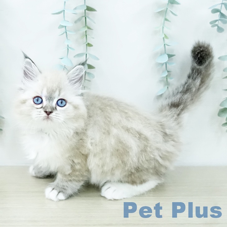 ラグドールの写真2