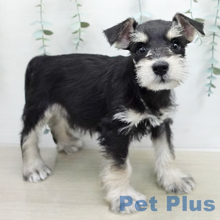 ミニチュア・シュナウザー