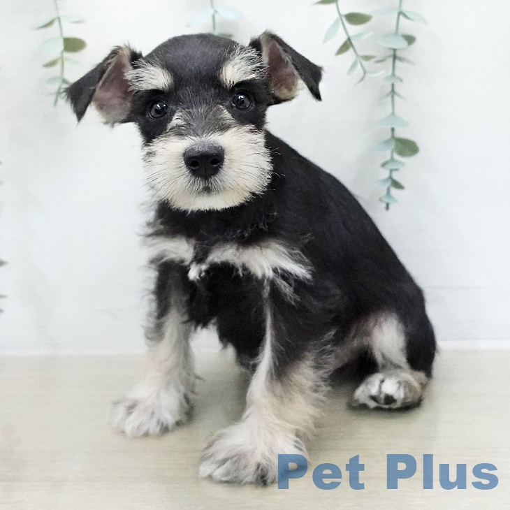 ミニチュア・シュナウザーの写真2