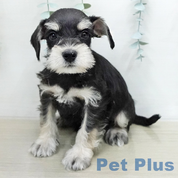 ミニチュア・シュナウザーの写真2