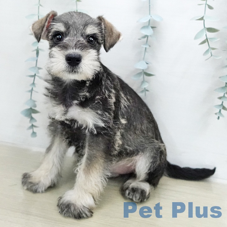 ミニチュア・シュナウザー