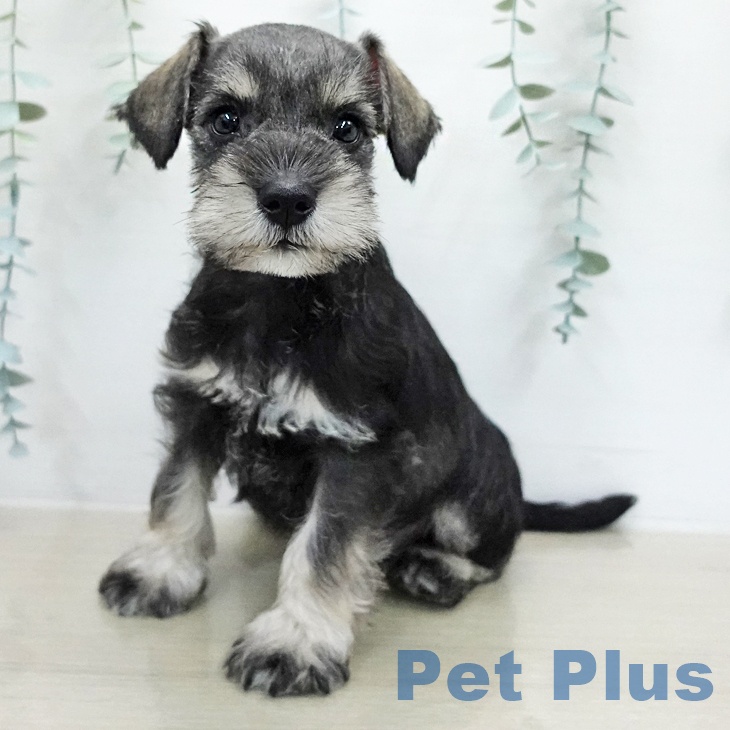 ミニチュア・シュナウザー