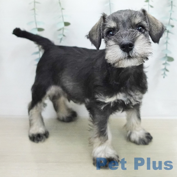 ミニチュア・シュナウザーの写真2