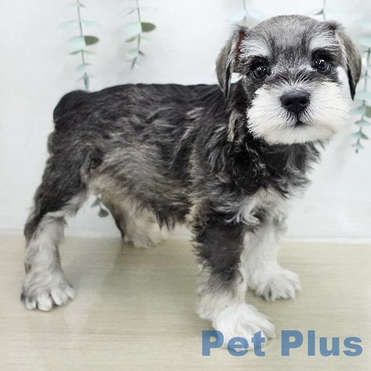 ミニチュア・シュナウザーの写真2