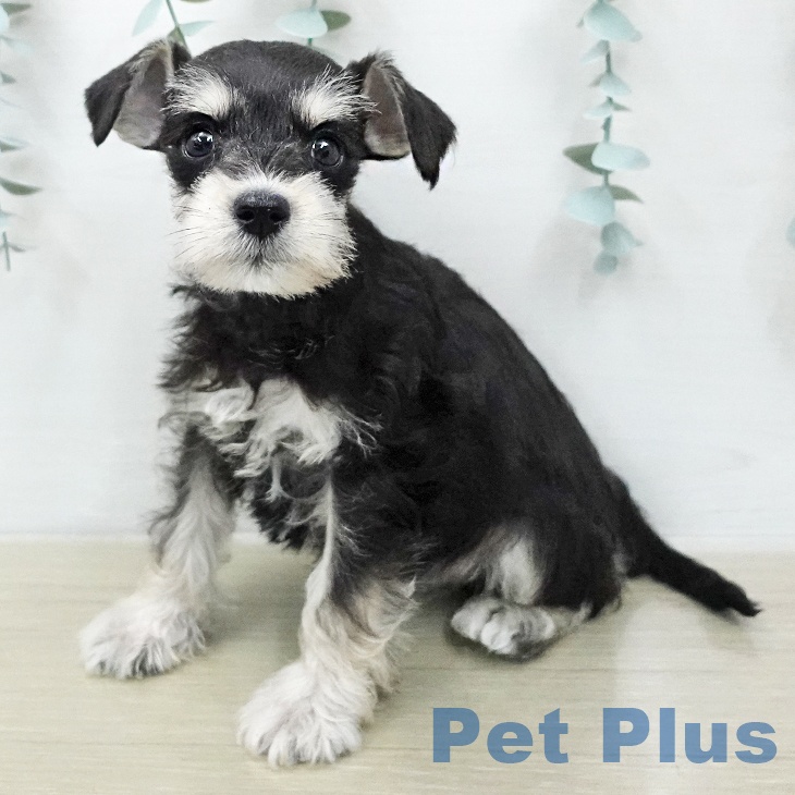 ミニチュア・シュナウザー