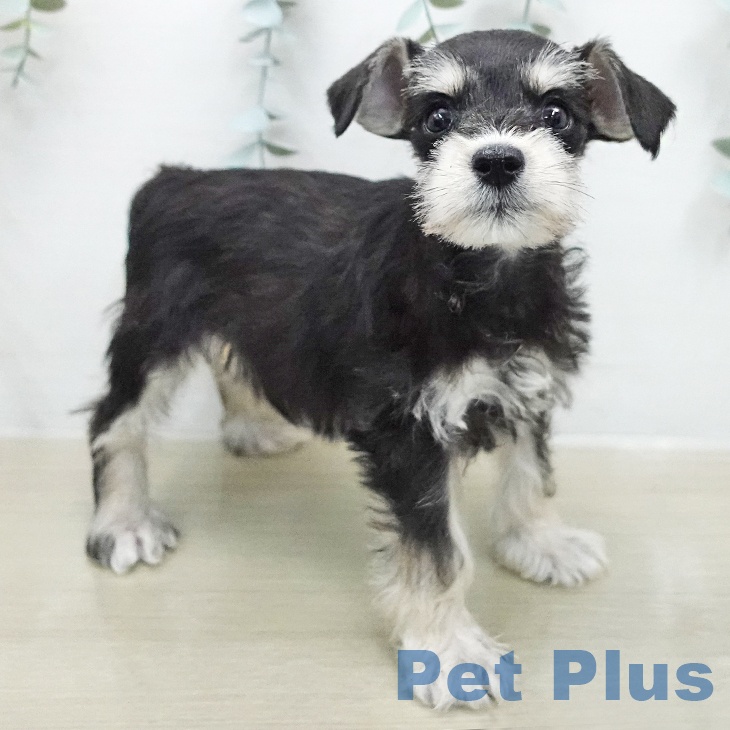 ミニチュア・シュナウザーの写真2