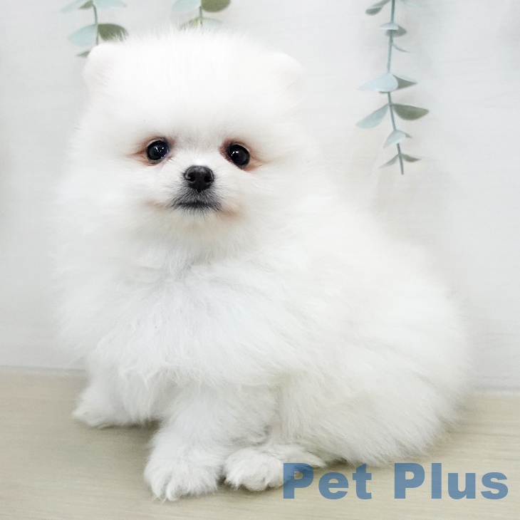 ポメラニアンの写真2