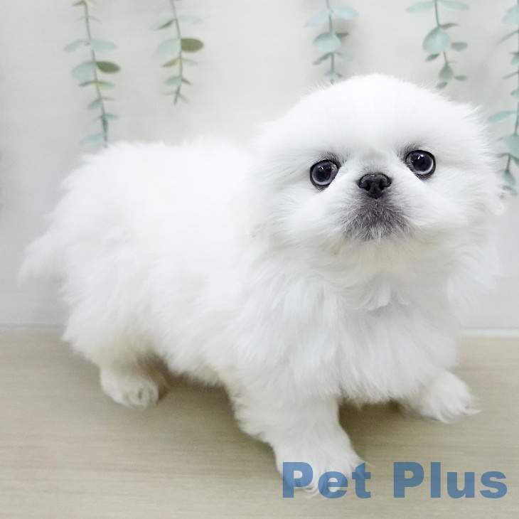 ペキニーズの写真2