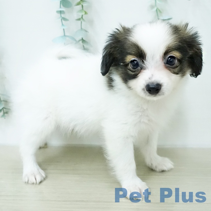 パピヨンの写真2