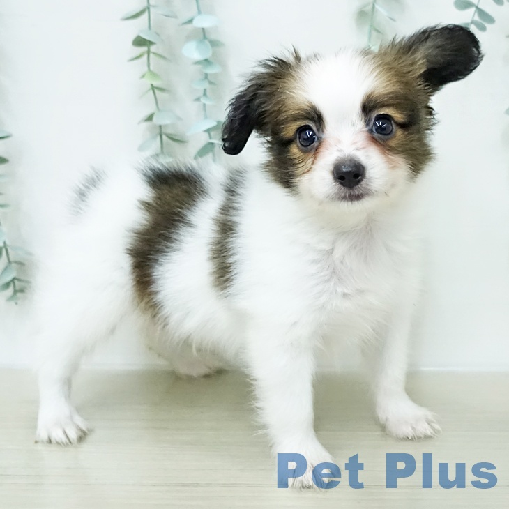 パピヨンの写真2