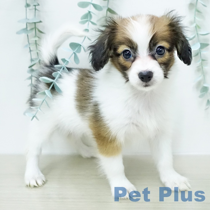 パピヨンの写真2