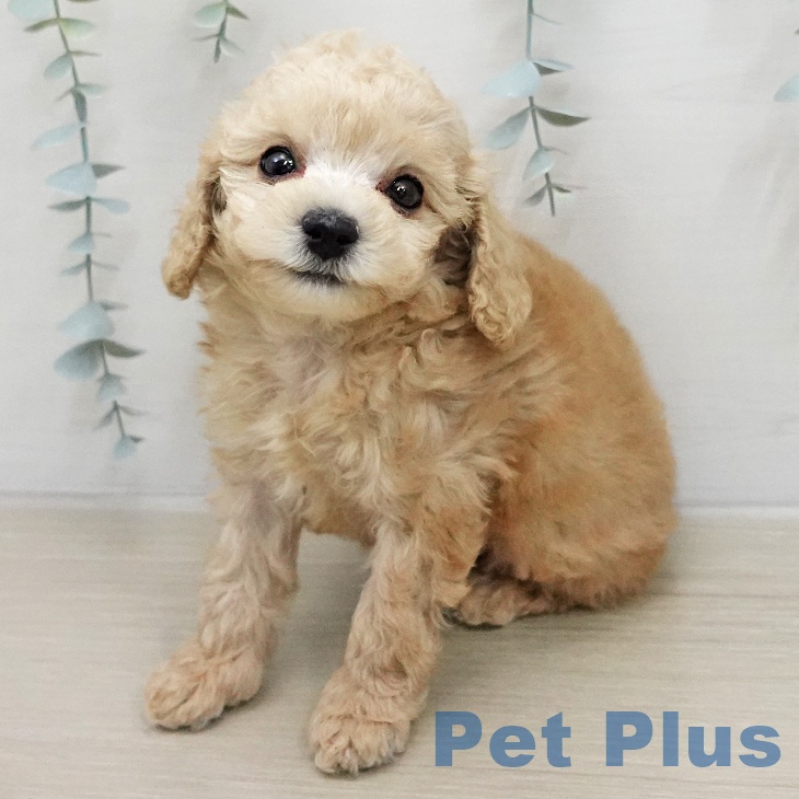 トイ・プードル