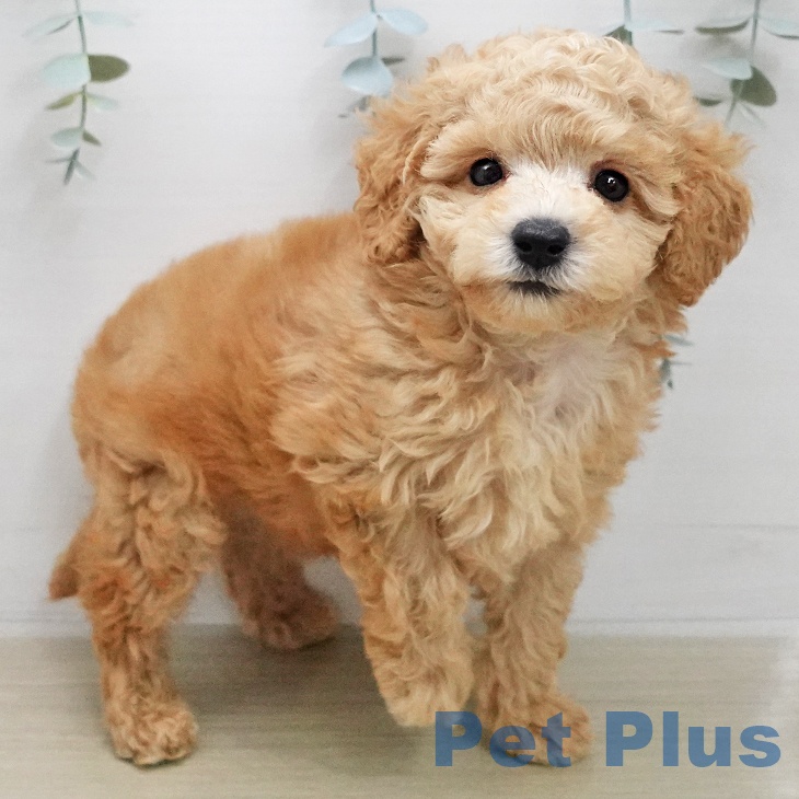 トイ・プードルの写真2