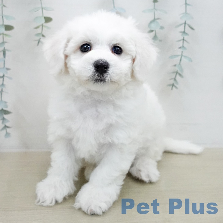 ビション・フリーゼ