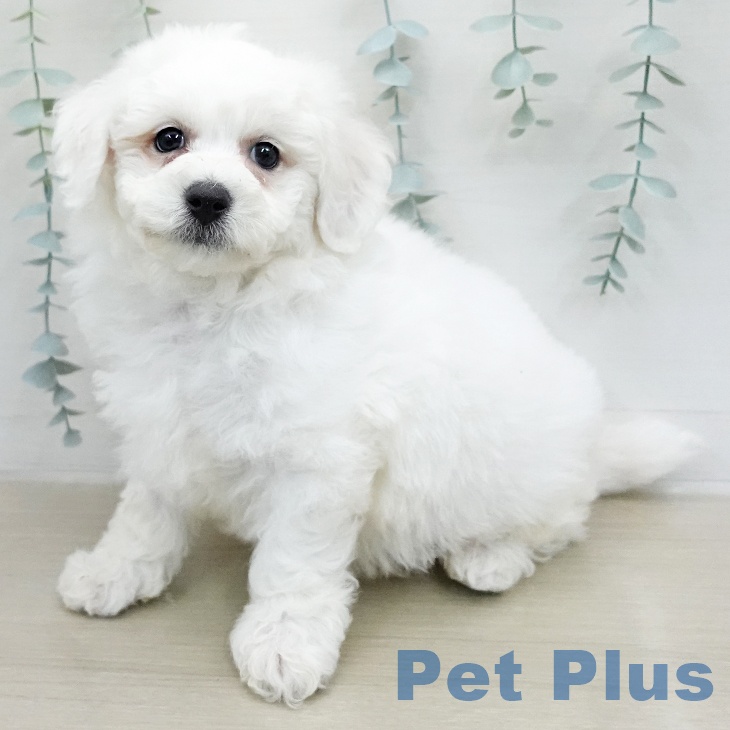 ビション・フリーゼ