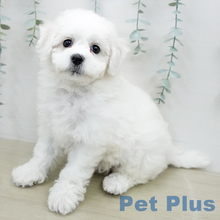 ビション・フリーゼ