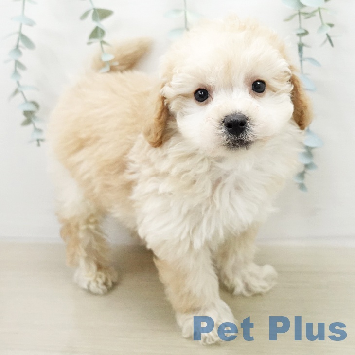 トイ・プードル