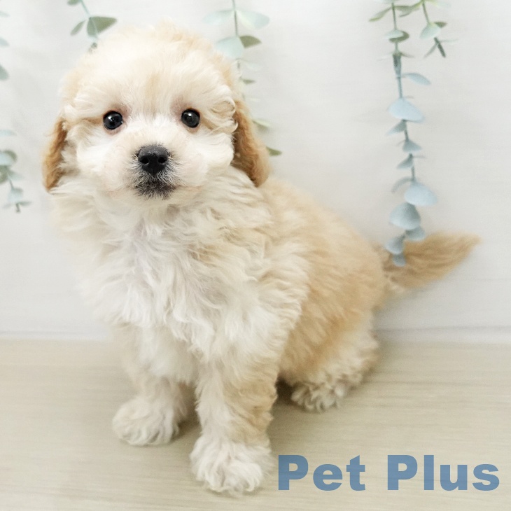 トイ・プードルの写真2