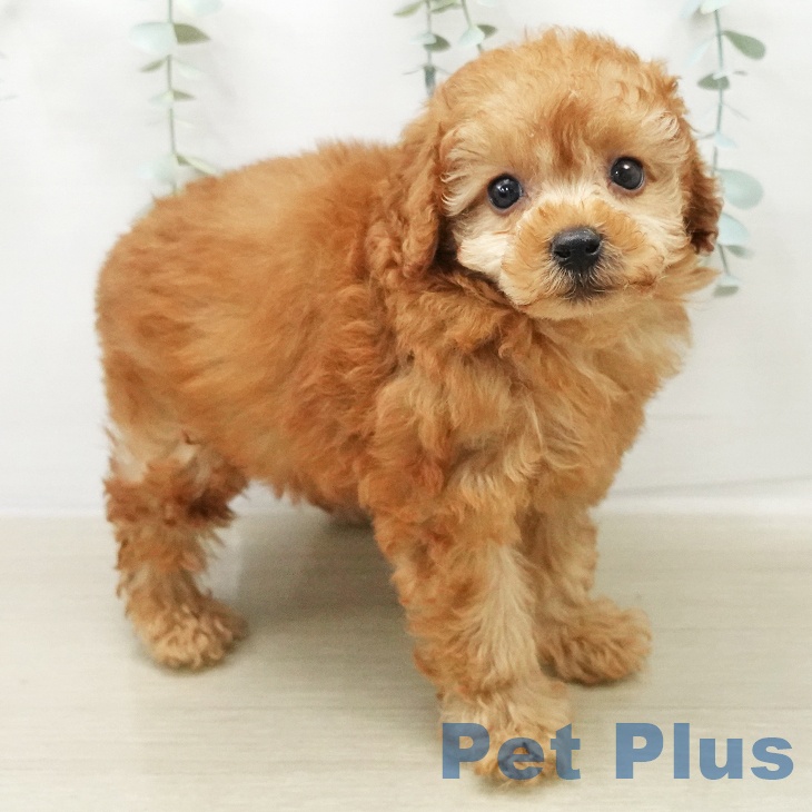 トイ・プードルの写真2