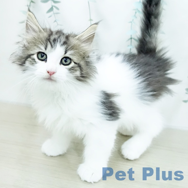 ノルウェージャンフォレストキャットの写真2