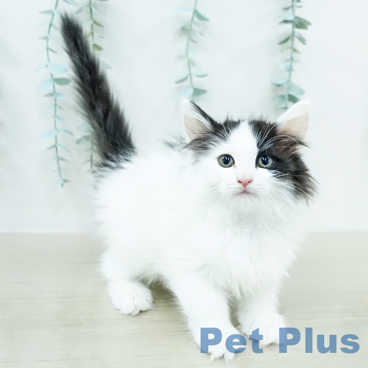 ノルウェージャンフォレストキャット