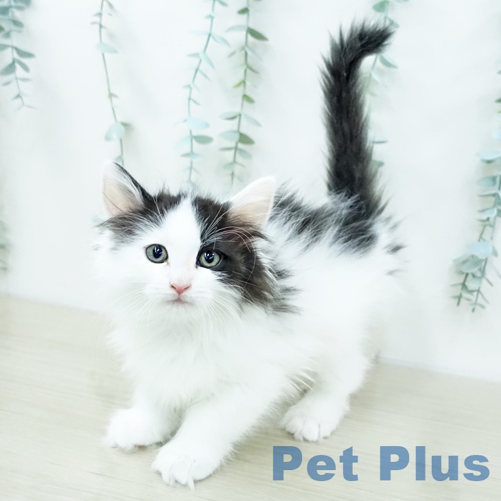 ノルウェージャンフォレストキャットの写真2