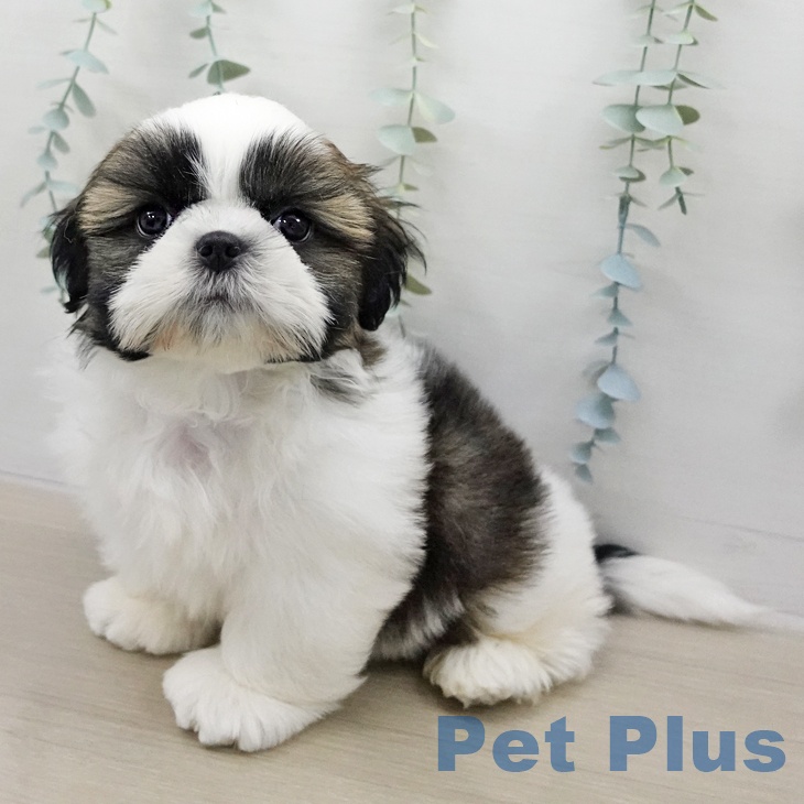 シー・ズーの写真2