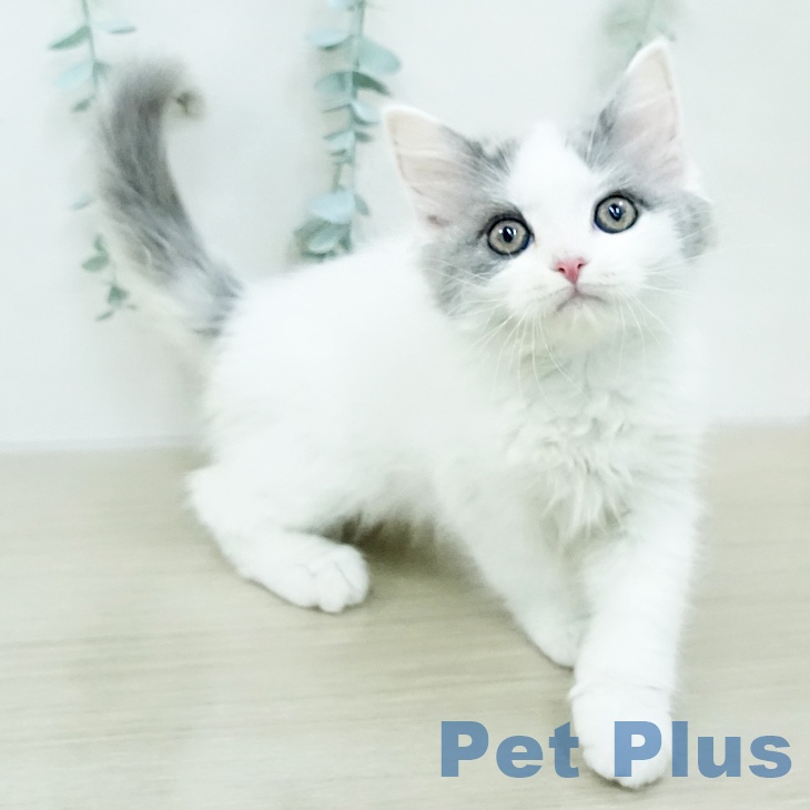 スコティッシュフォールド