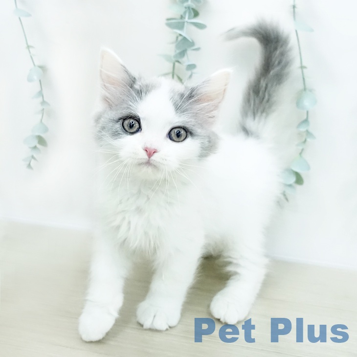 スコティッシュフォールドの写真2