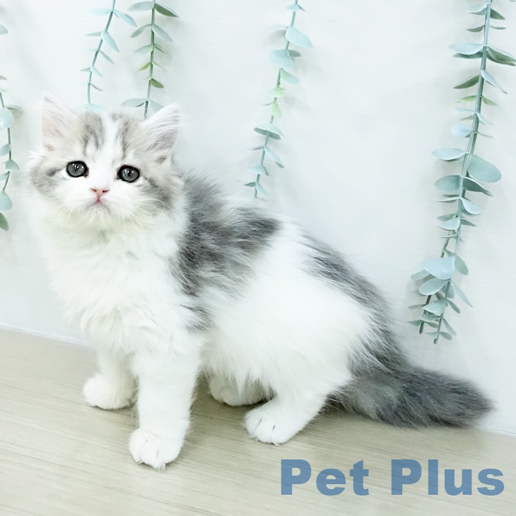 スコティッシュフォールドの写真2