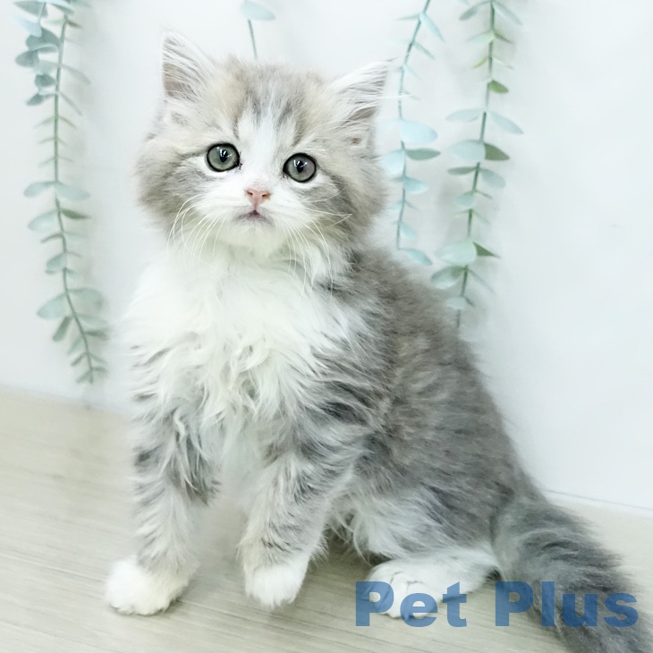 スコティッシュフォールド