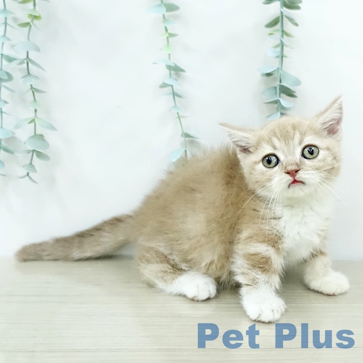 マンチカンの写真2