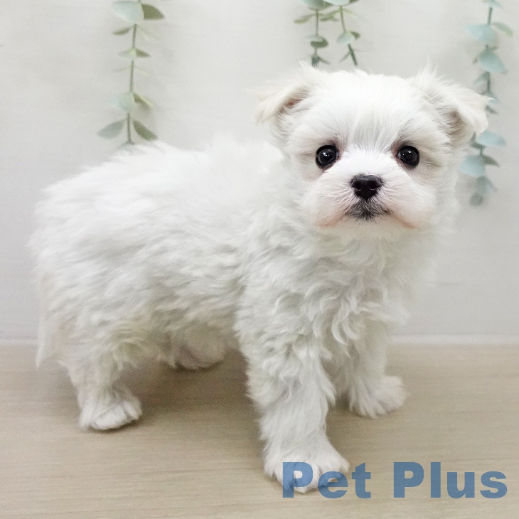 マルチーズの写真2