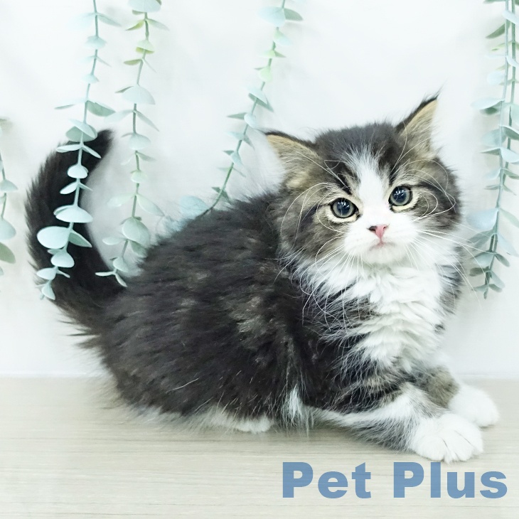 スコティッシュフォールド