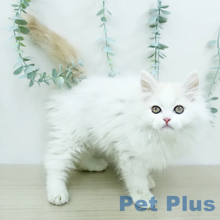 スコティッシュフォールド